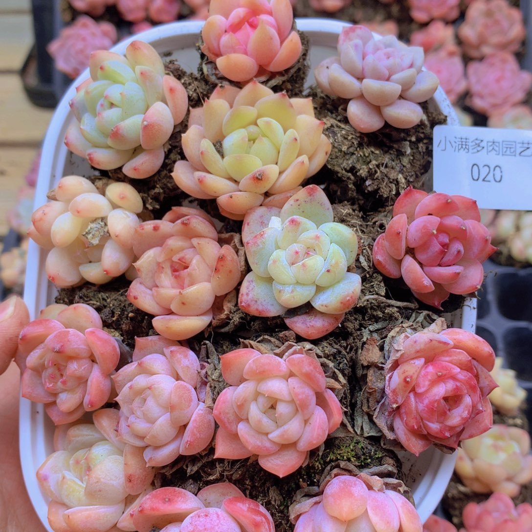 我也不知道怎么说020