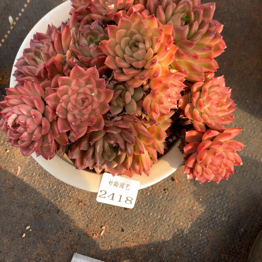 2418杂交精品基地18厘米