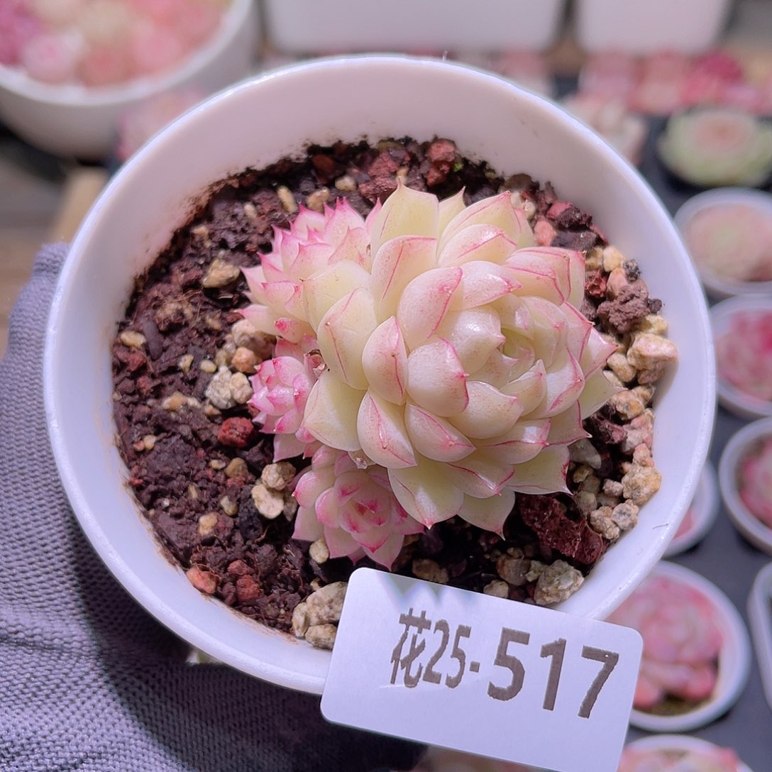 花25-517女王群生