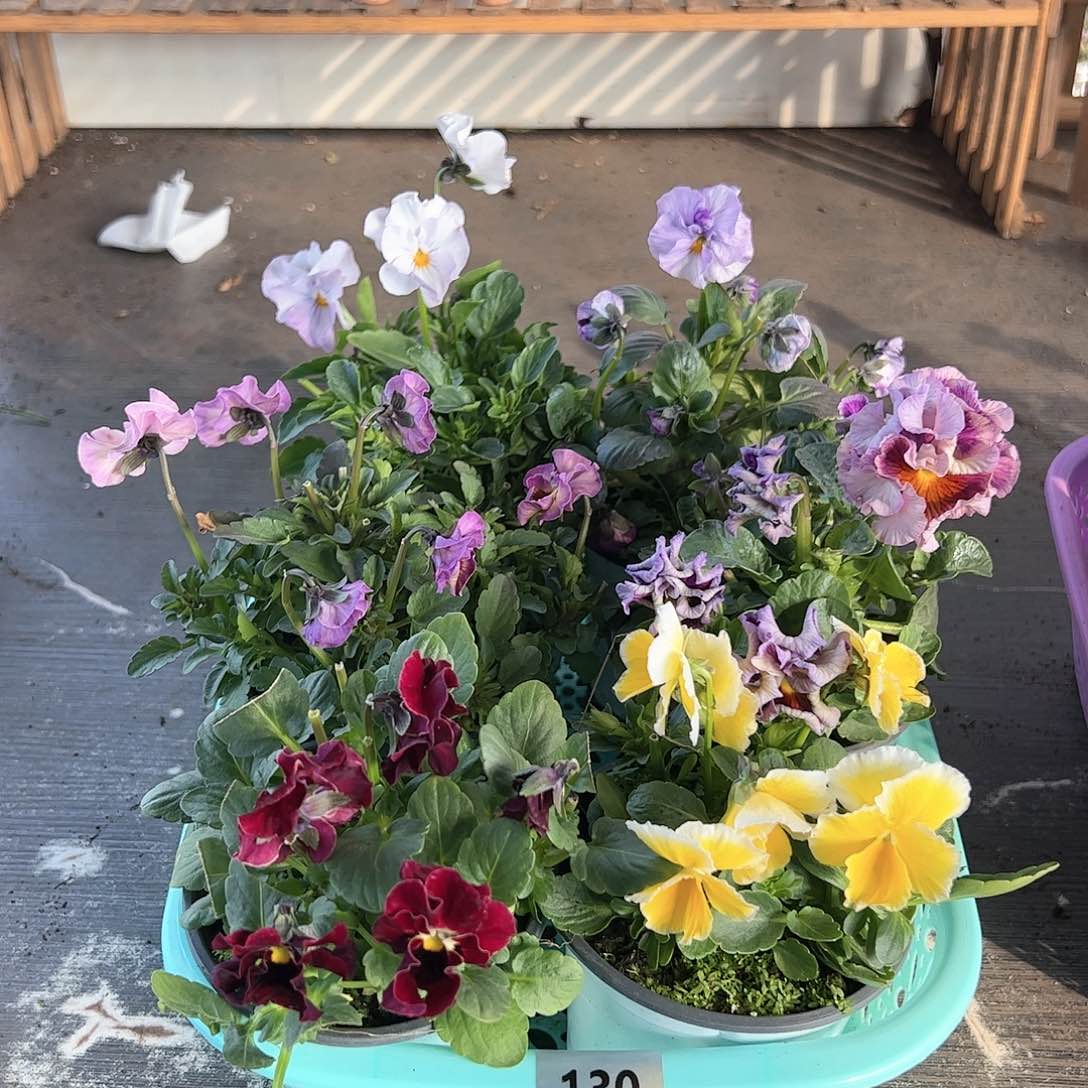 【闪购商品】130号