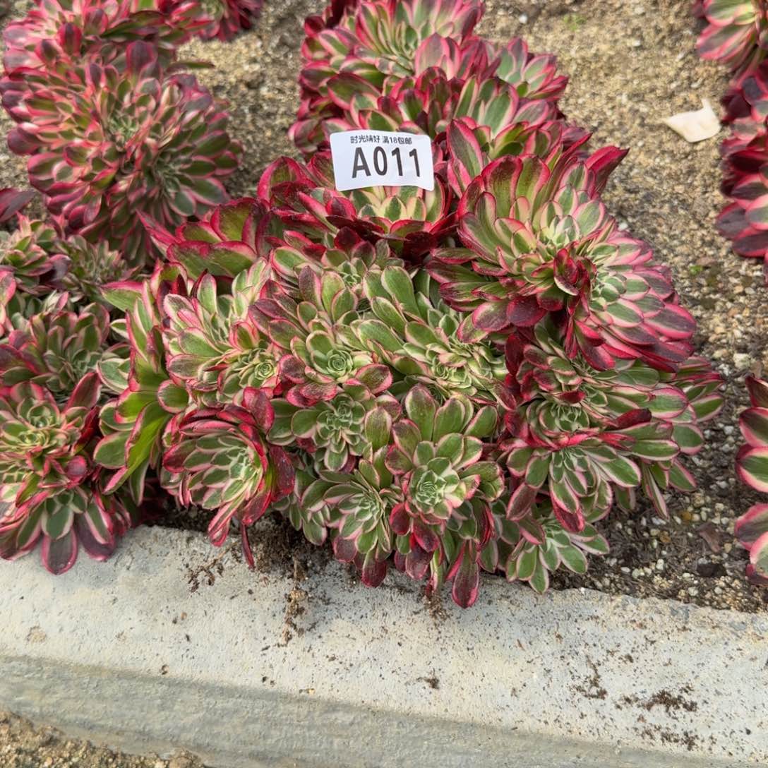 011倾城缀。多肉植物