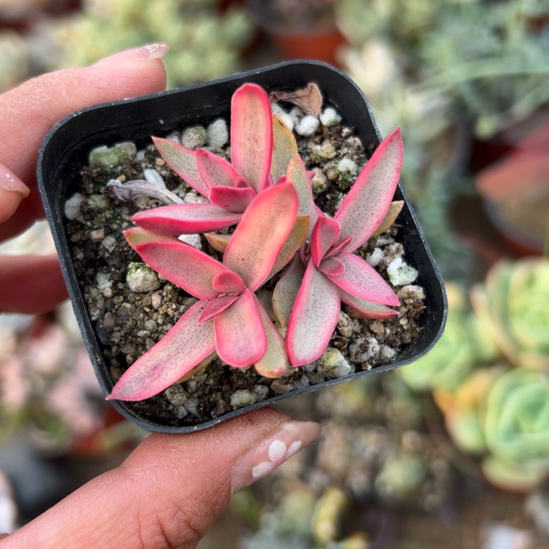 多肉植物多肉植物