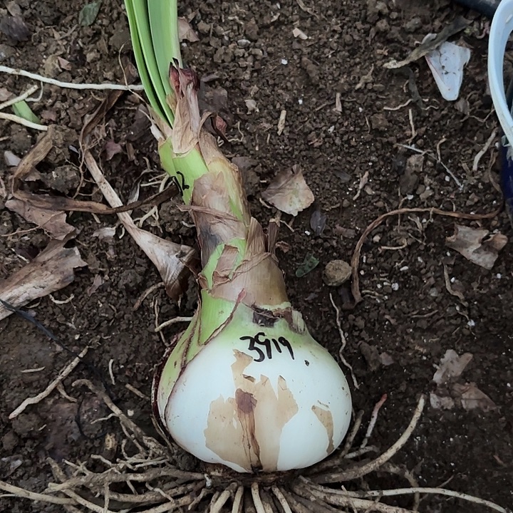 无花朵魅力四射籽播二号