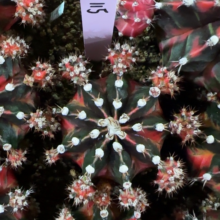 泰国米哈115-0124 黑森林 多肉