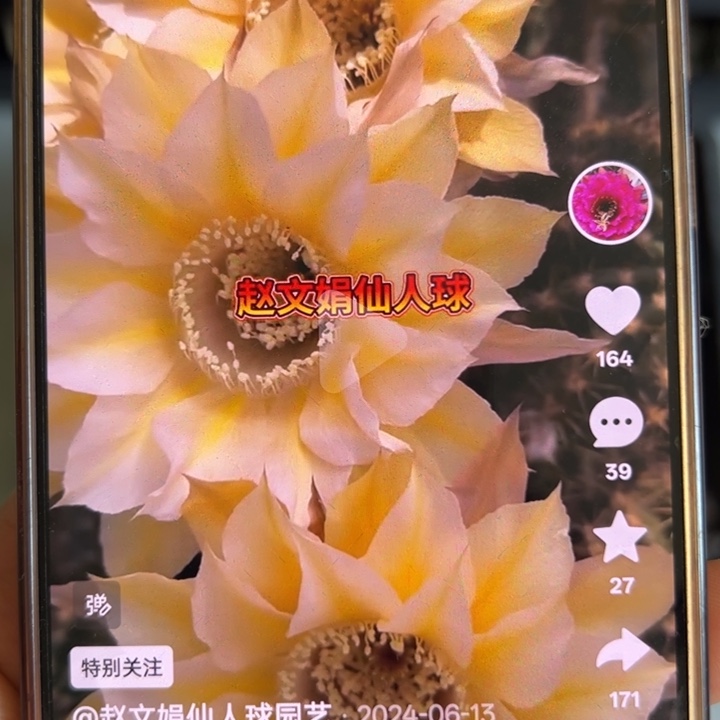 仙人球侧芽歪之风