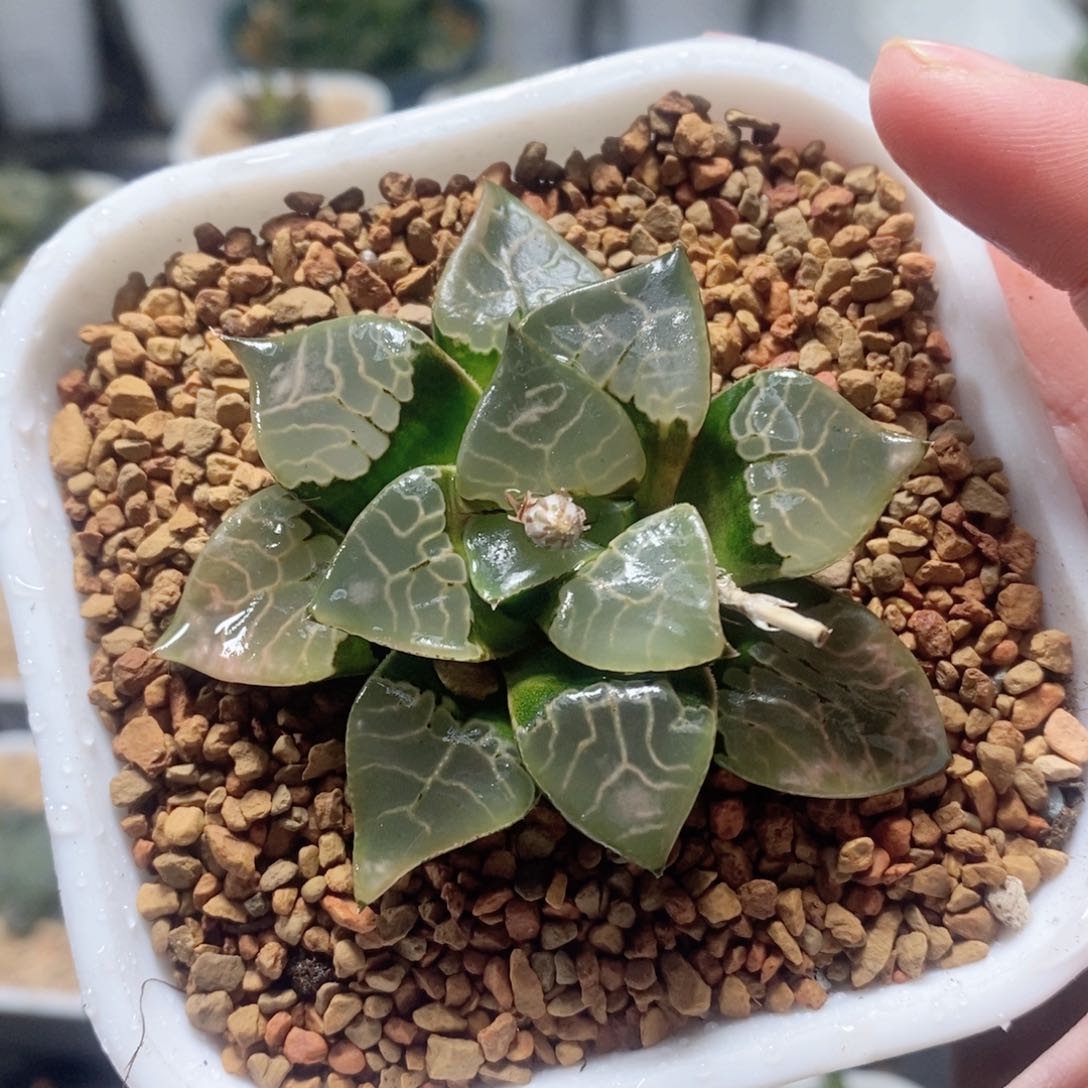 火凤凰克玉露多肉植物