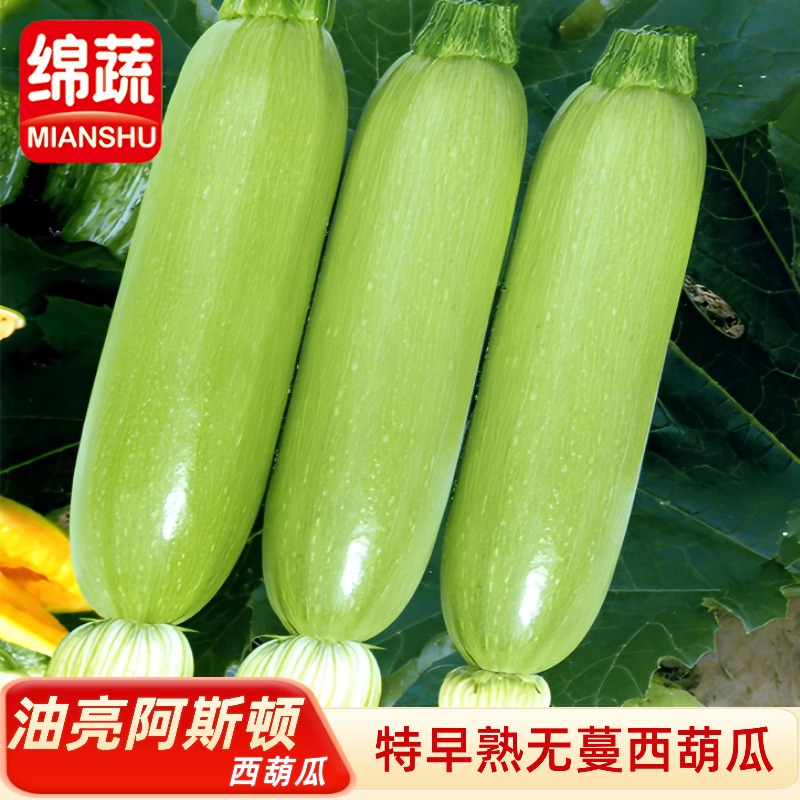 【油亮阿斯顿】西葫瓜早熟性非常好油亮好种高产易种短蔓无藤长棒形