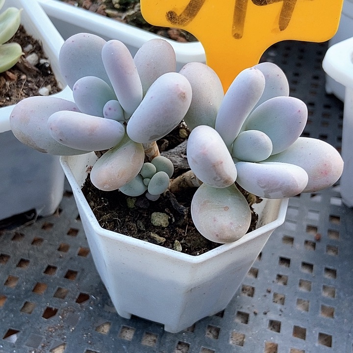 多肉植物蛋黄奶574