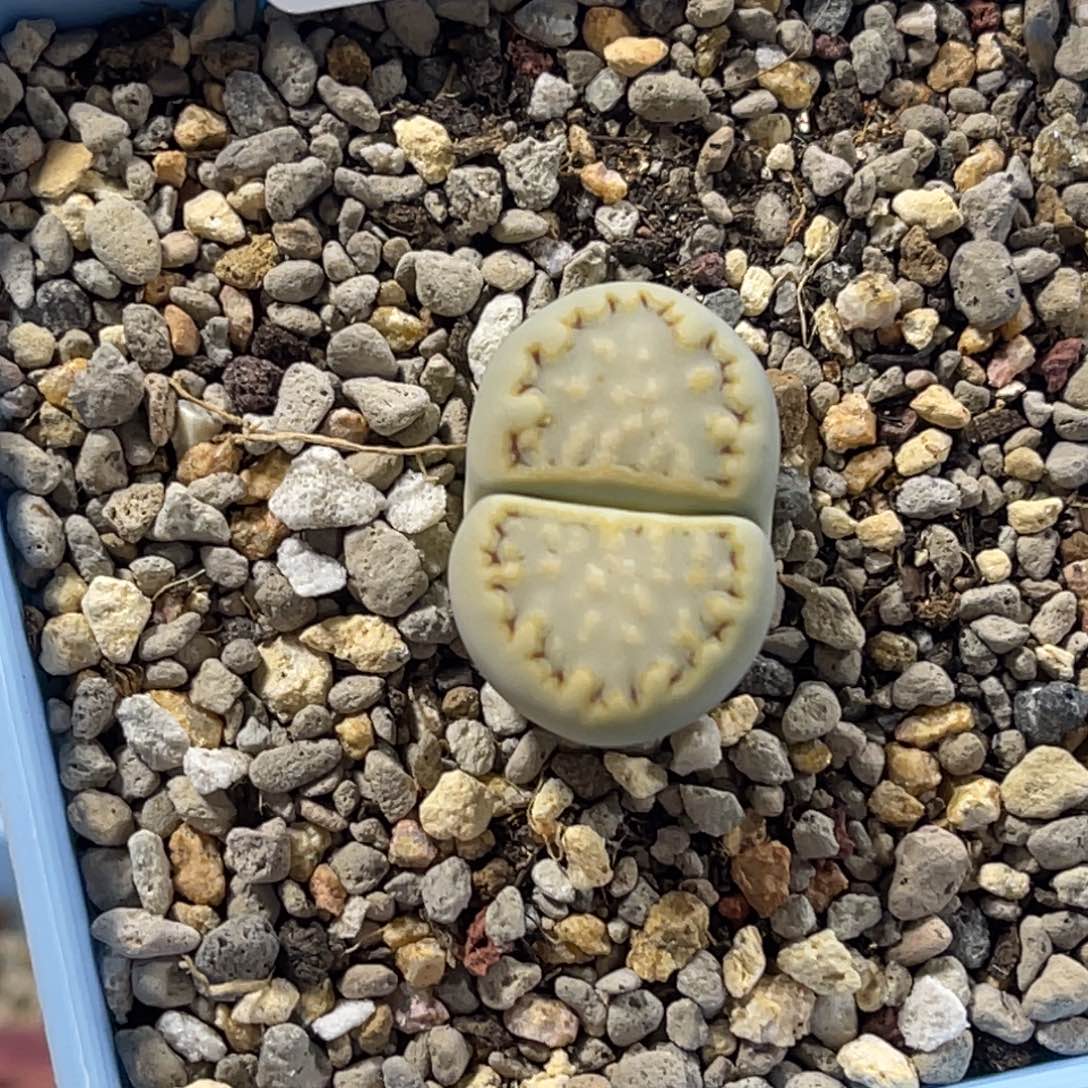 3091黄绿饼干1尺寸2.2