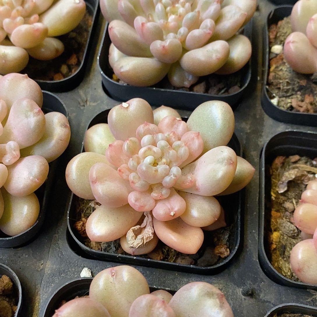 143。比尔盖茨。福利多多