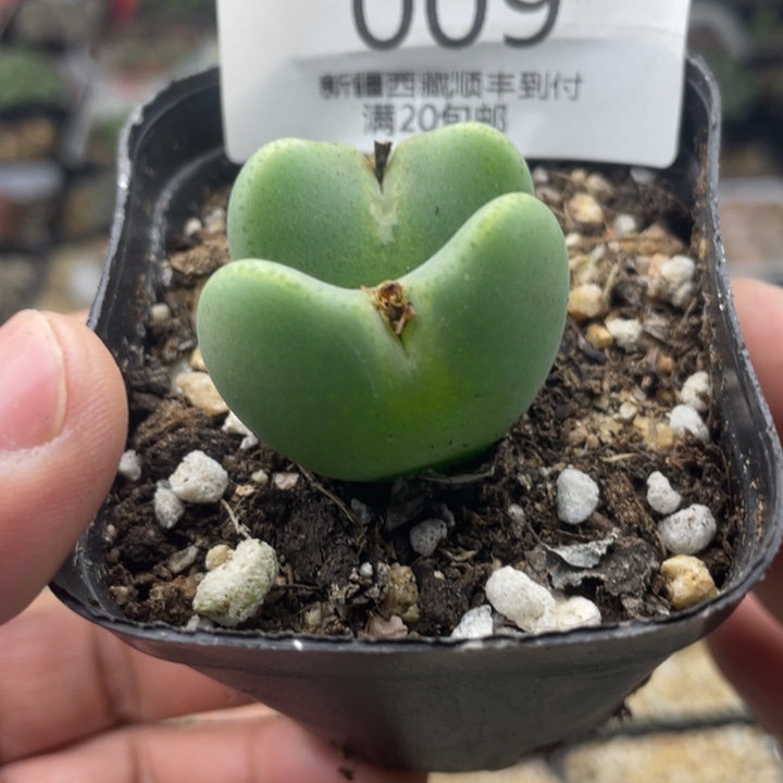 佳人园艺 老周多肉上福利啦将009