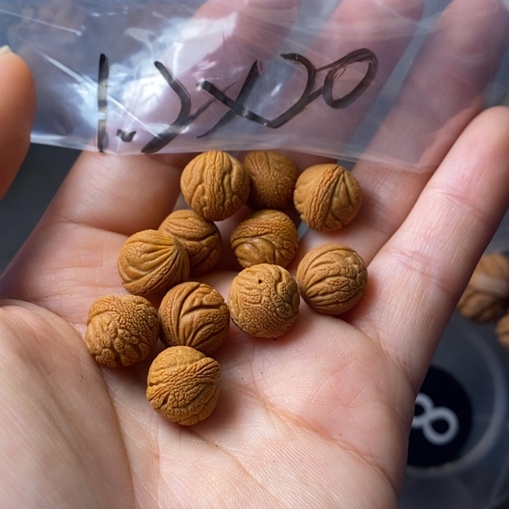 文玩核桃手串秦岭野生龙纹桃核12