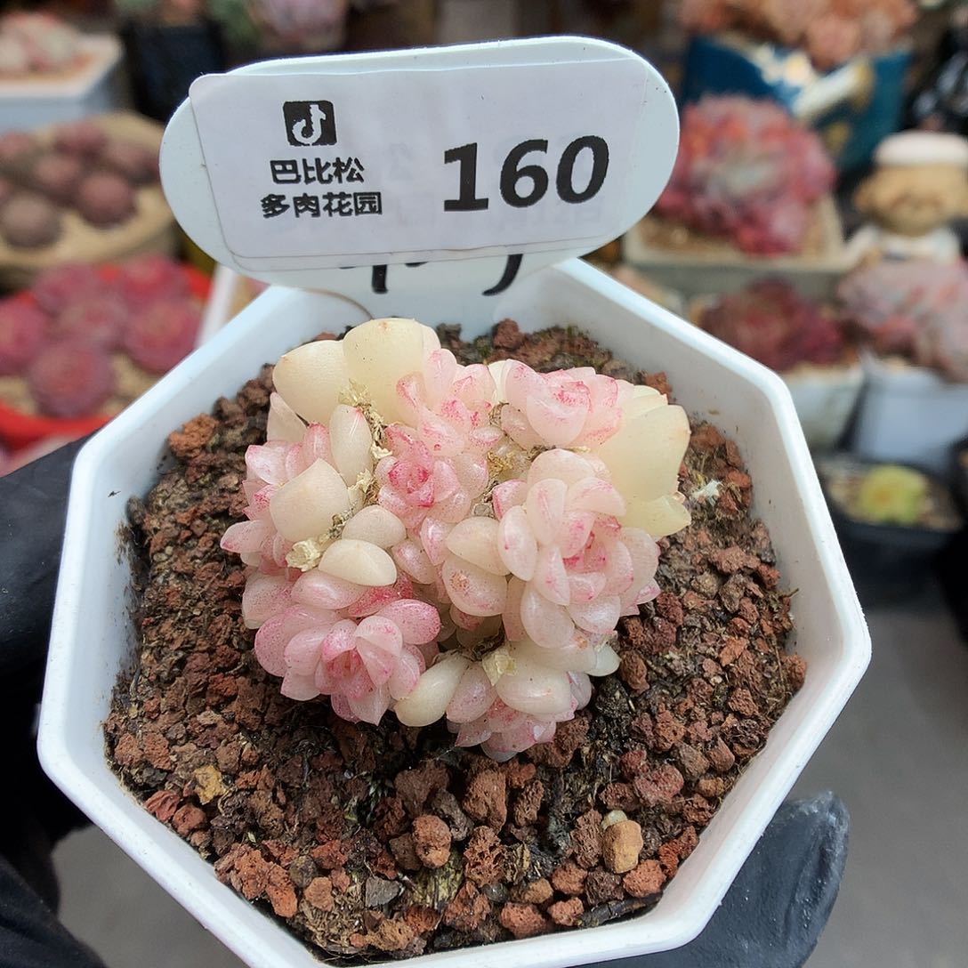 160 灯泡叶麦杆多肉