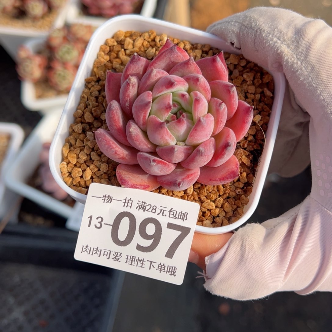 钻石卡罗拉多肉多肉多肉多肉