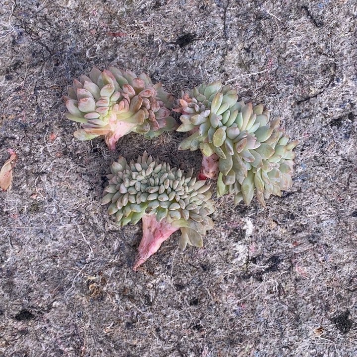 石榴紫缀瑕疵3颗111