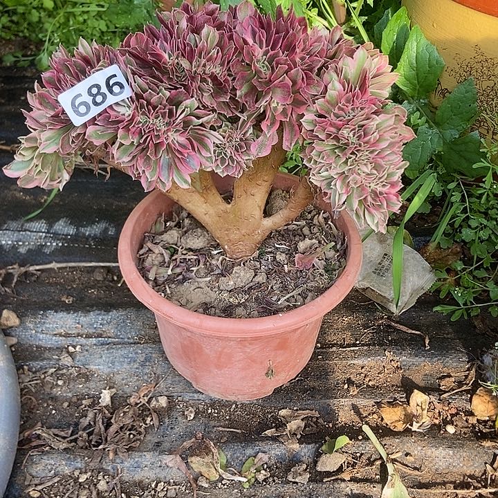 686粉女巫老庄缀化老板子