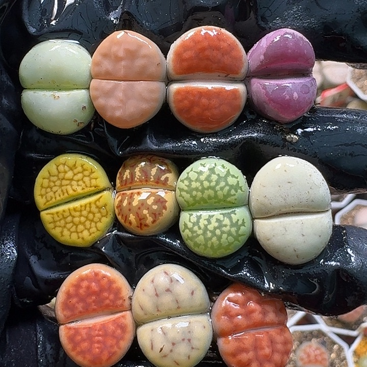 生石花111111。     215