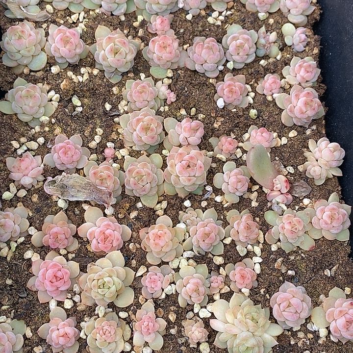 103 多肉植物盆栽花卉植物