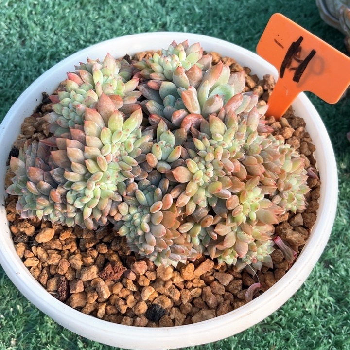 星影缀化11号码牌子的