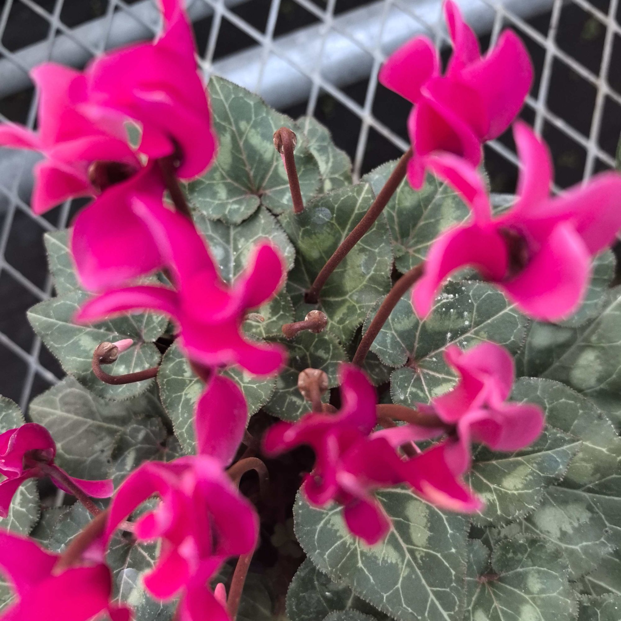 【超级福袋】仙客来福袋，喜迎好运繁花来～