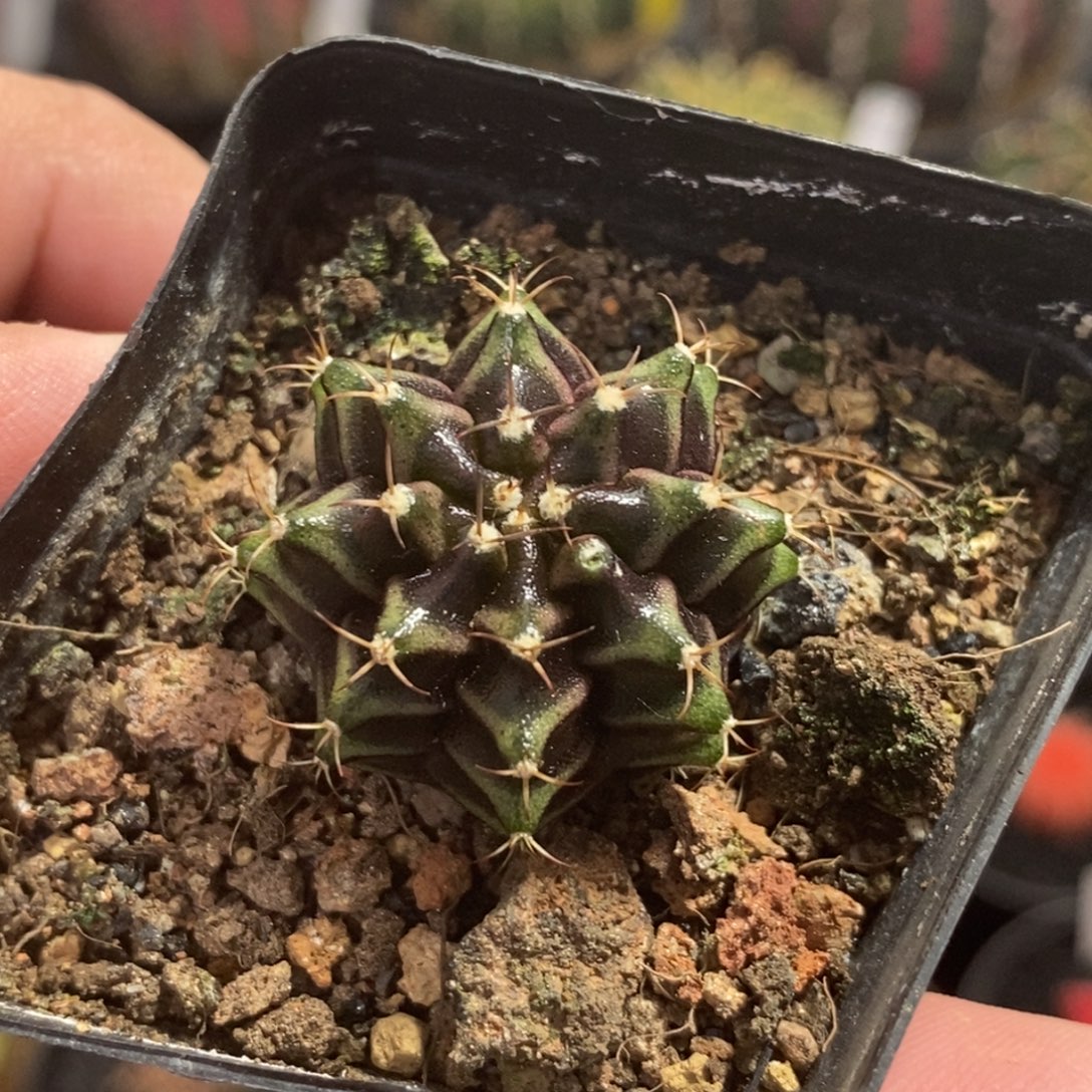 精品米哈—脱土发货46