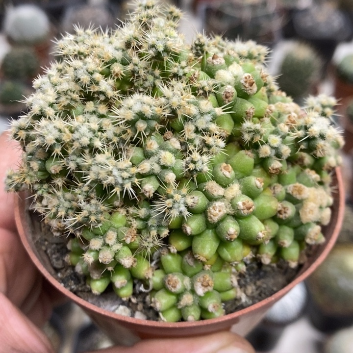 金虎泉特价福利特价