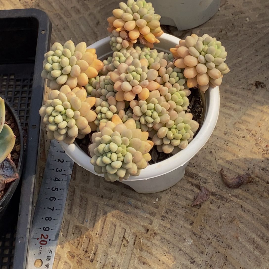 ✨***✨48包邮一物一拍多肉植物