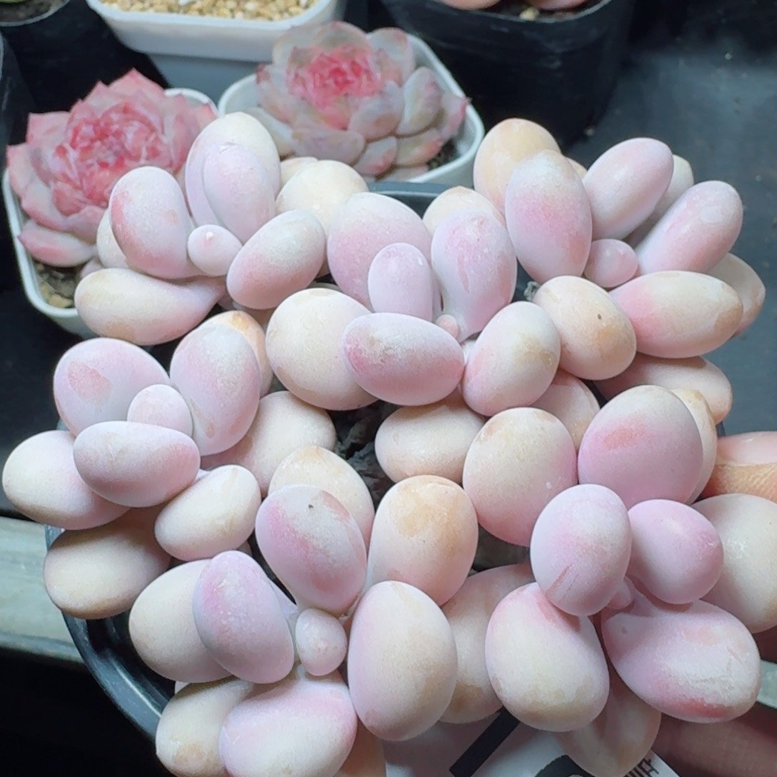 桃蛋老桩         精品多肉