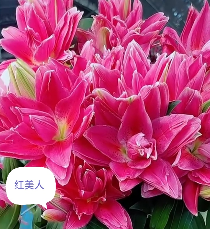 重瓣香水百合红美人17/19三颗