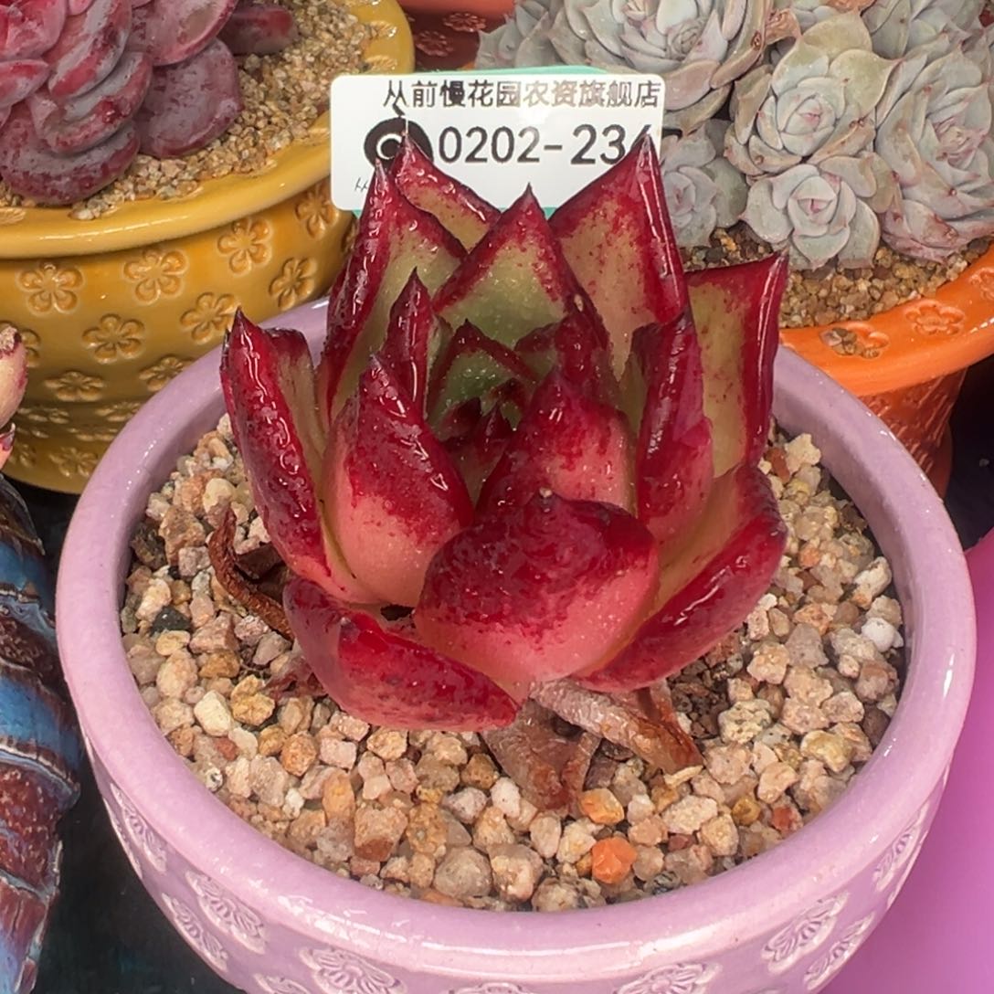 多肉一物一拍0202-236