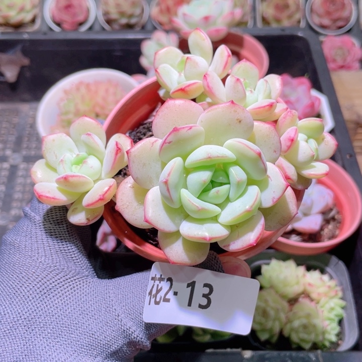 花利美 2-13香草群