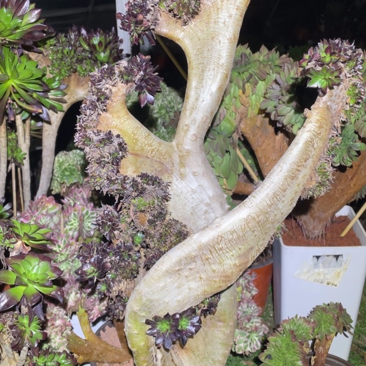 咪****黑法师缀化6号多肉植物一颗