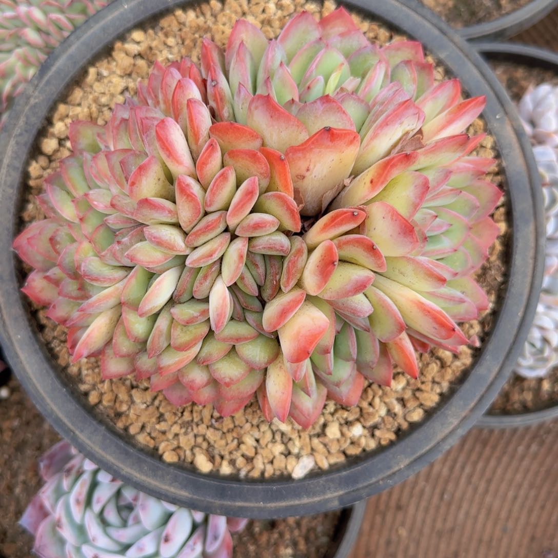 晓****～晓晓姐寄养1111111