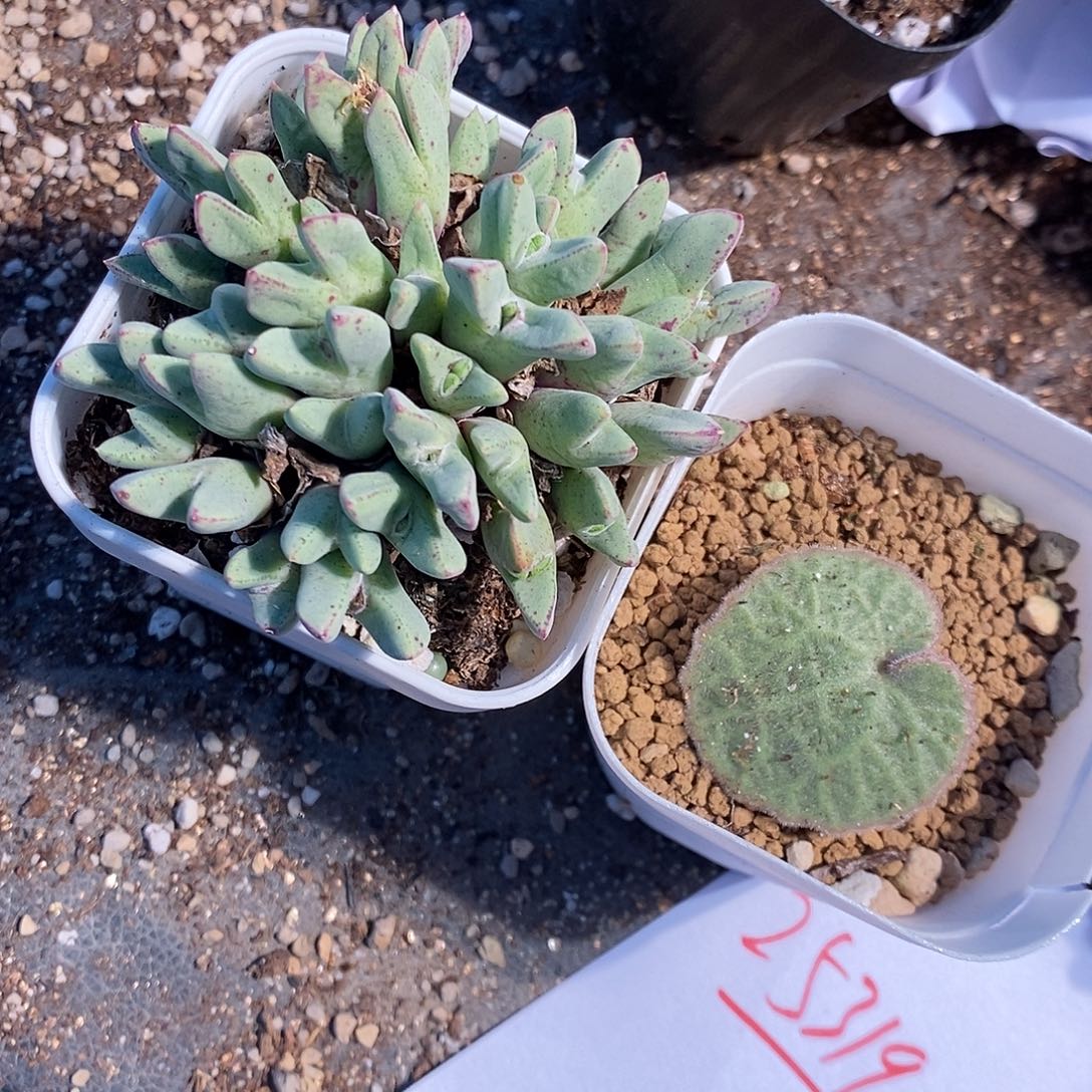 25319。  一组福利组合。 