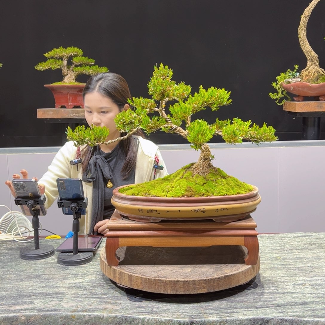 绿植黄杨盆景盆景