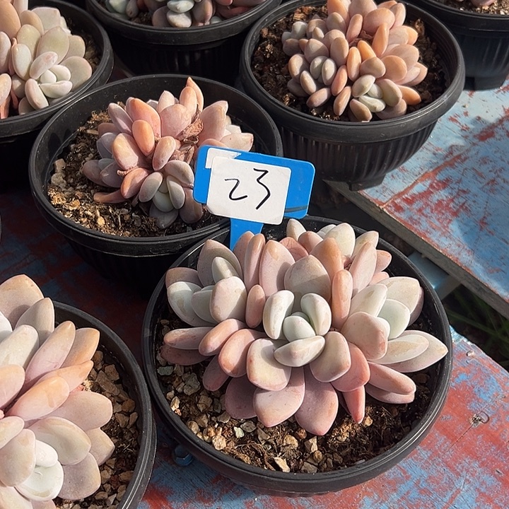 23粉兔一个脱土多肉