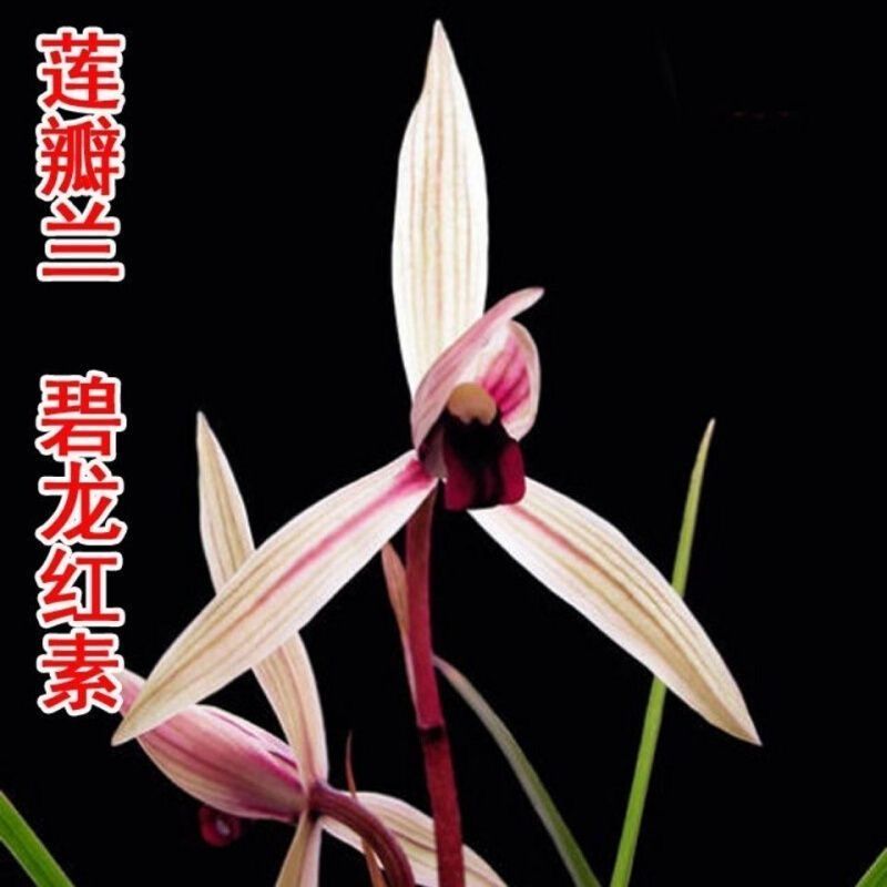 莲瓣兰名品碧龙红素，舌头为红色的起名为红素而牙齿起来都是红的