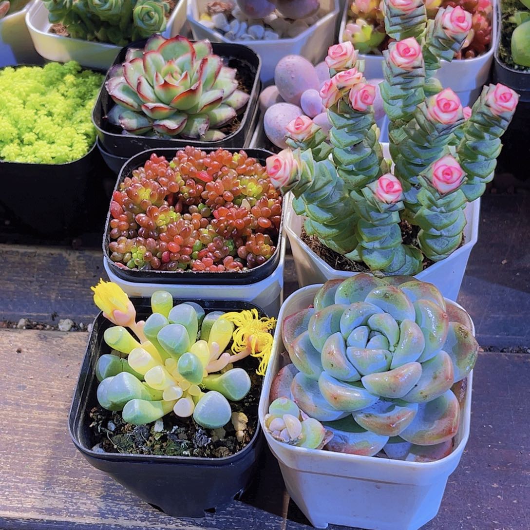 浆果。五十铃。冰玉单。钱多锦