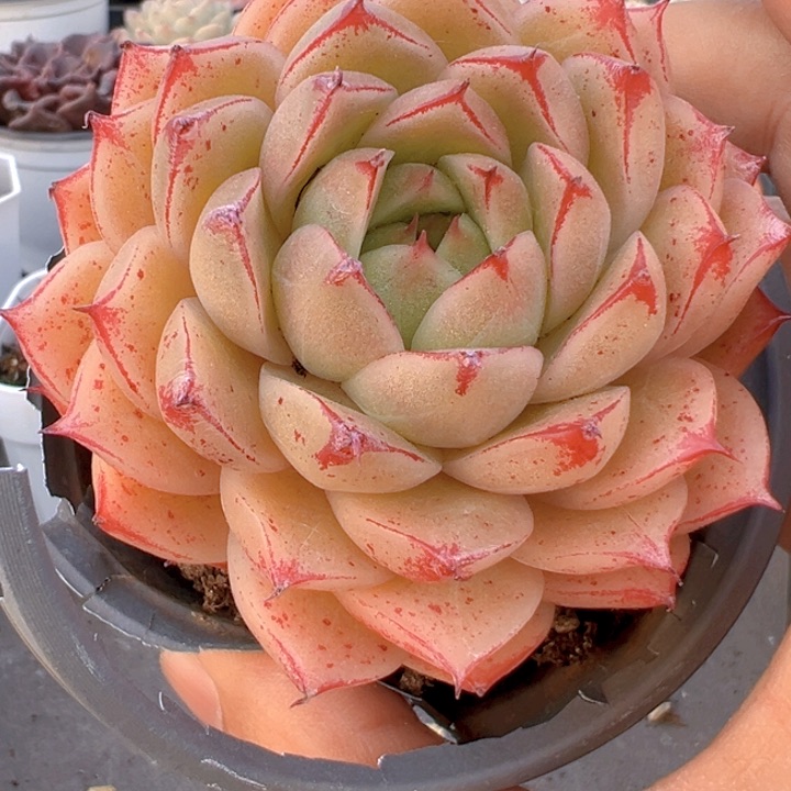 枫绯【一物一拍】两单包邮