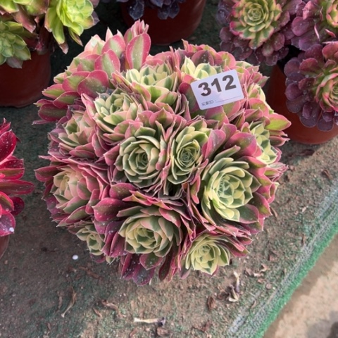 312白凤朵朵多肉，
