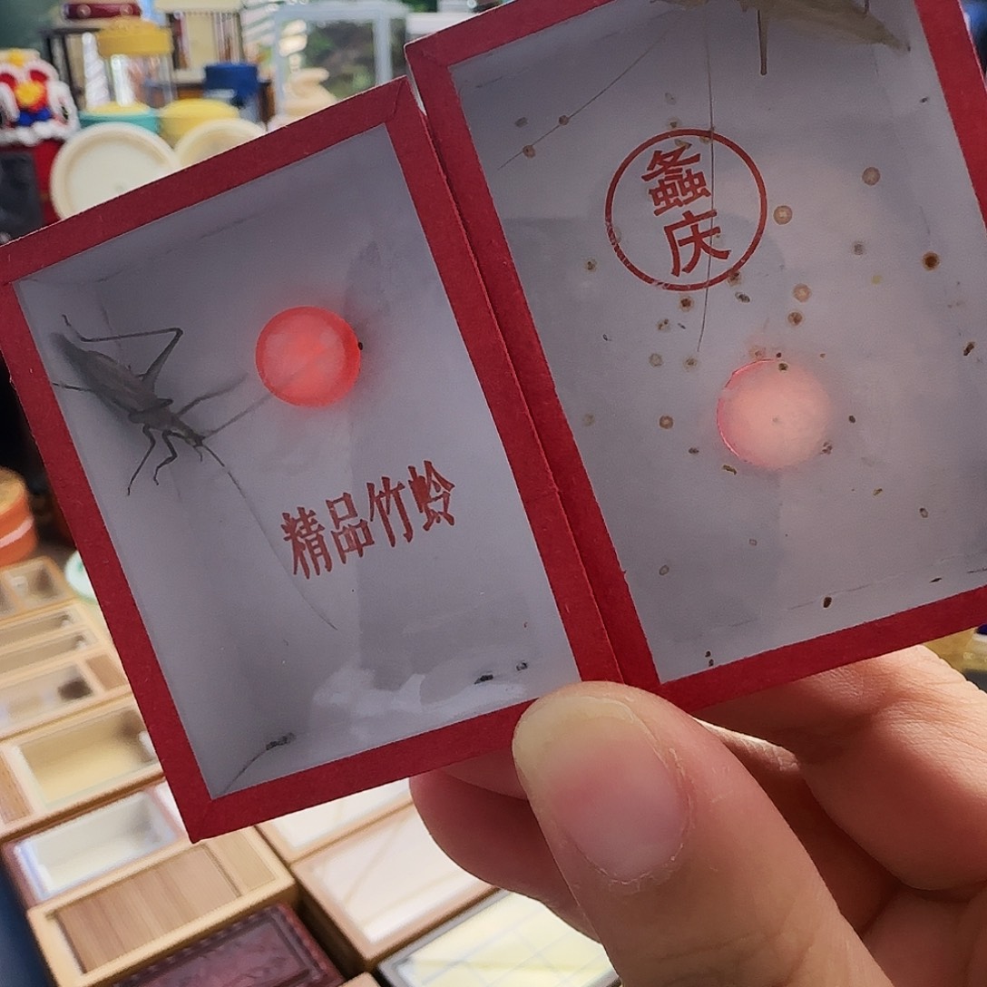 紫竹➕柬竹66666666