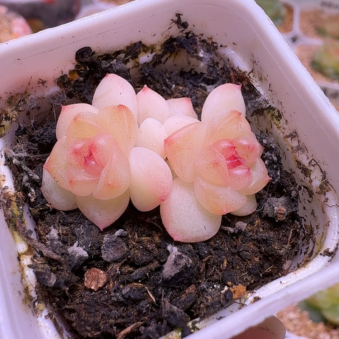 甜心628多肉一物一拍