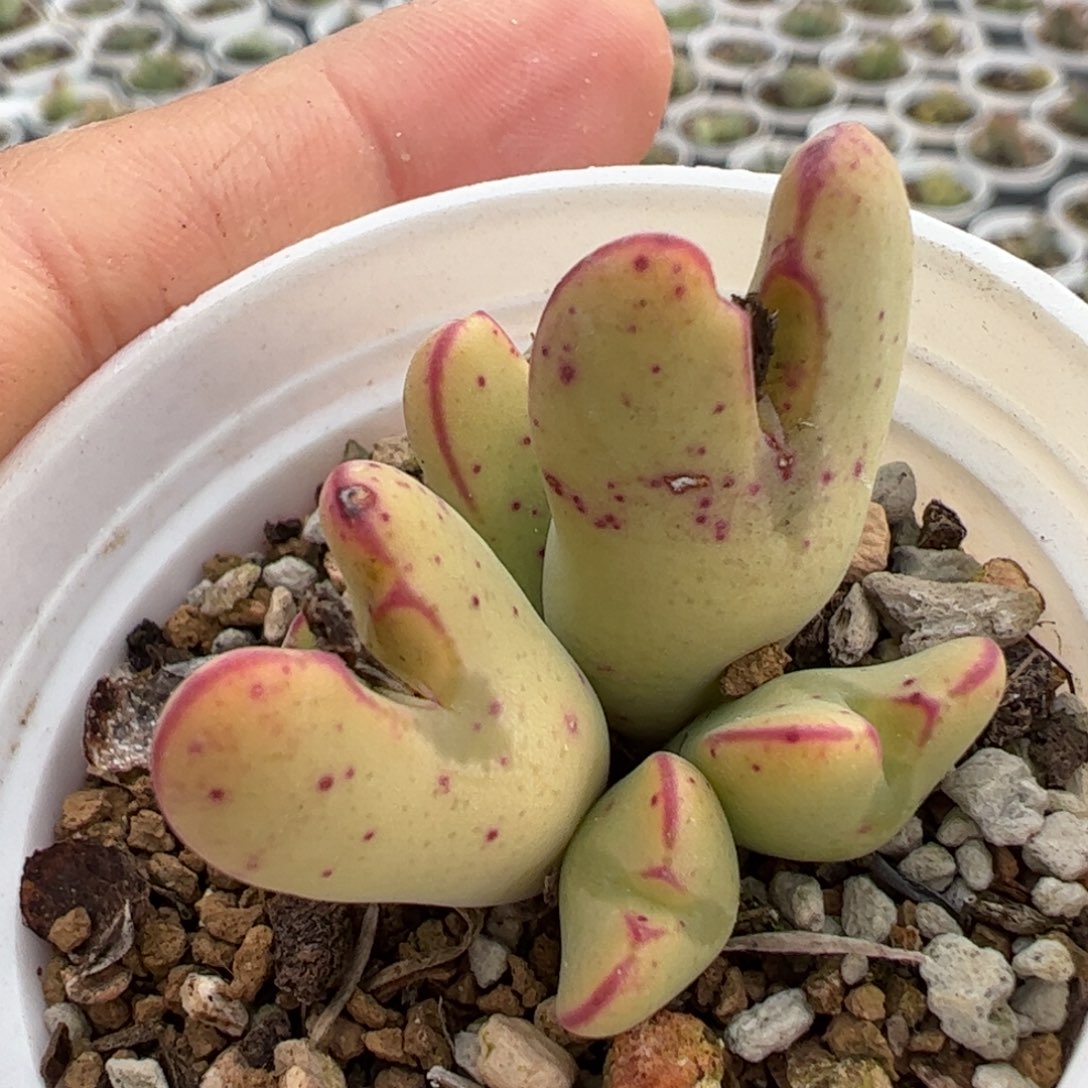 多肉植物百科366