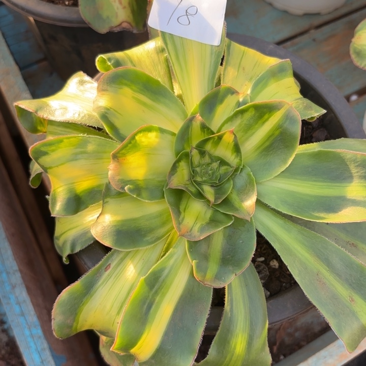 ****️无花朵078特价暴军无售后