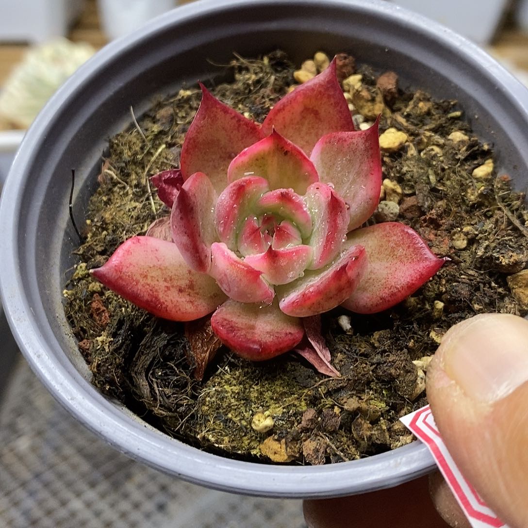 24180 弗朗明戈锦