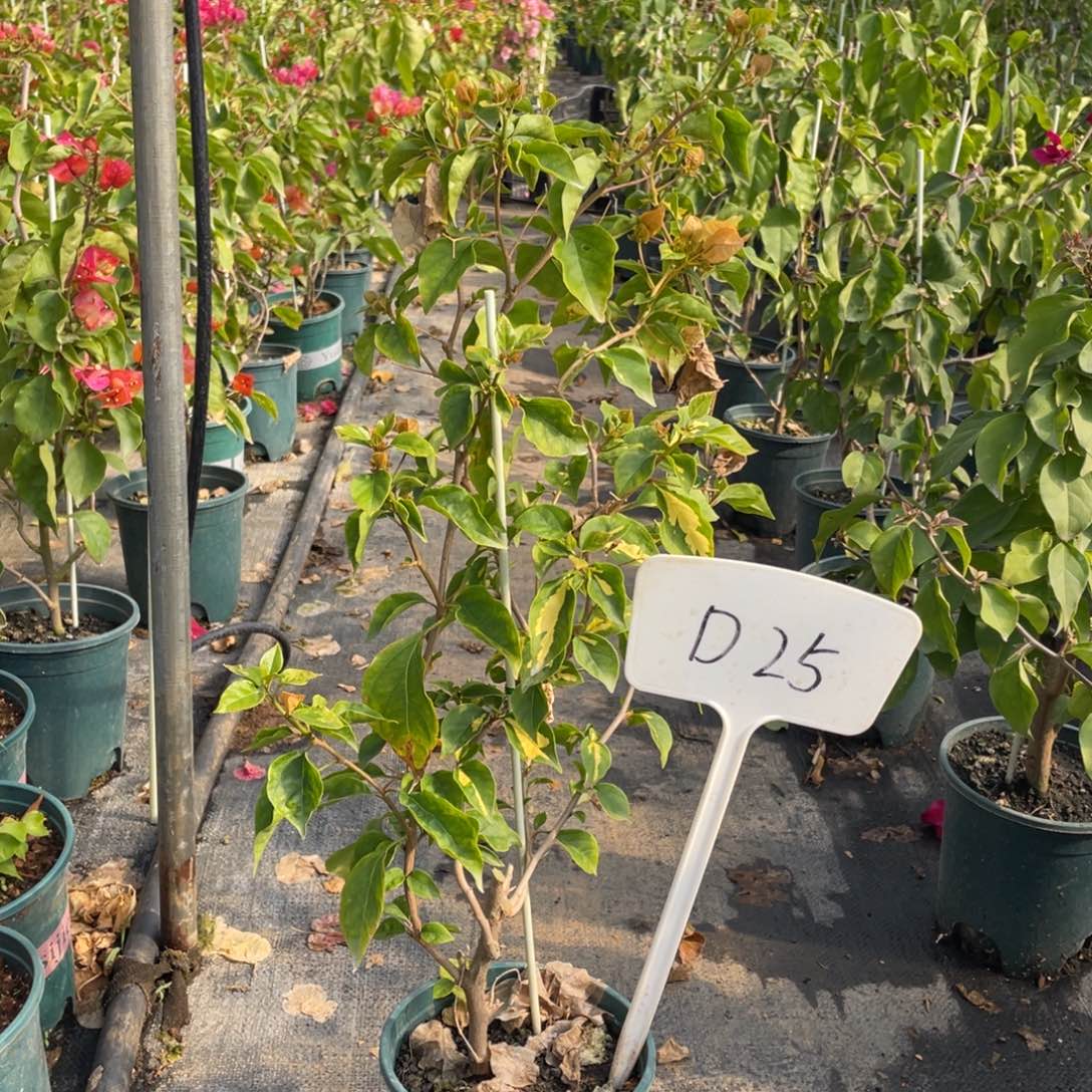 全部花朵金心黄白D25