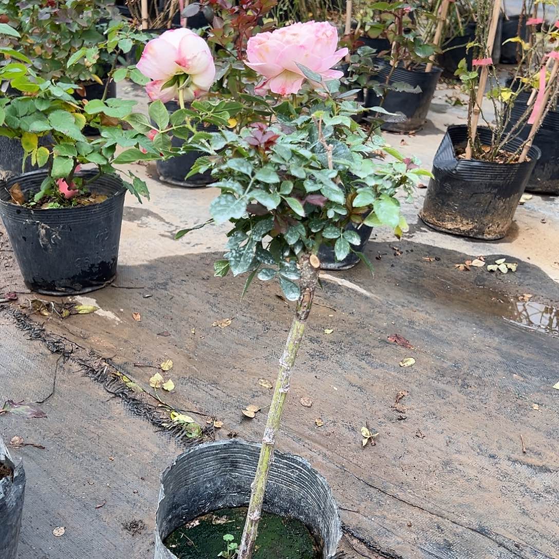 当前无花栽培后可以开花