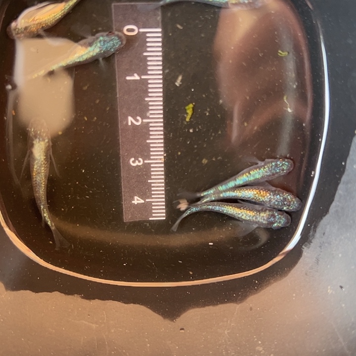 青鳉鱼海王星7条送一条