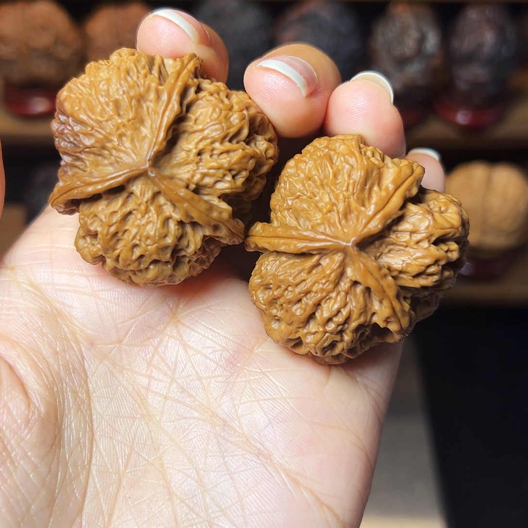 枯叶纹三棱       41