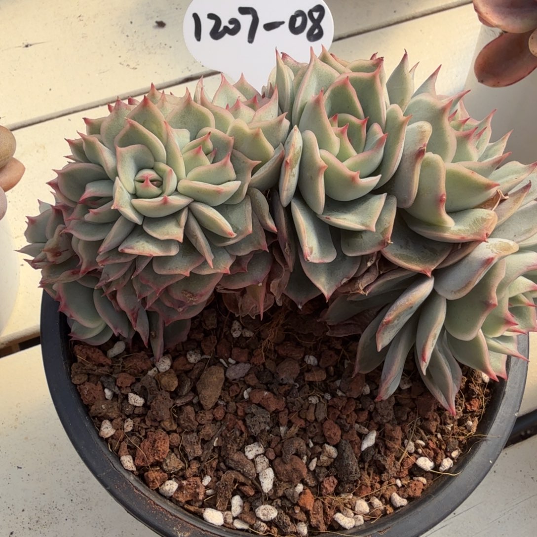 1207-08粉色提示朵朵缀